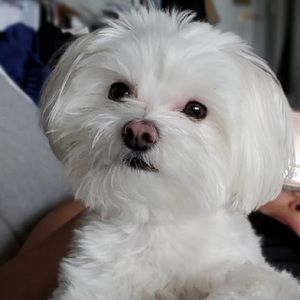 Meet your Posher, Simone